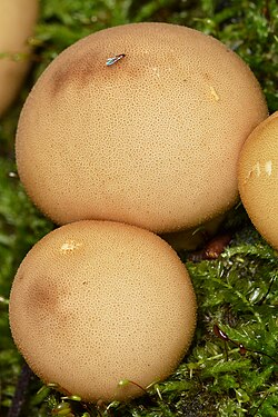 Pear-shaped Puffball (Apioperdon pyriforme)