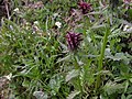 Pedicularis recutita