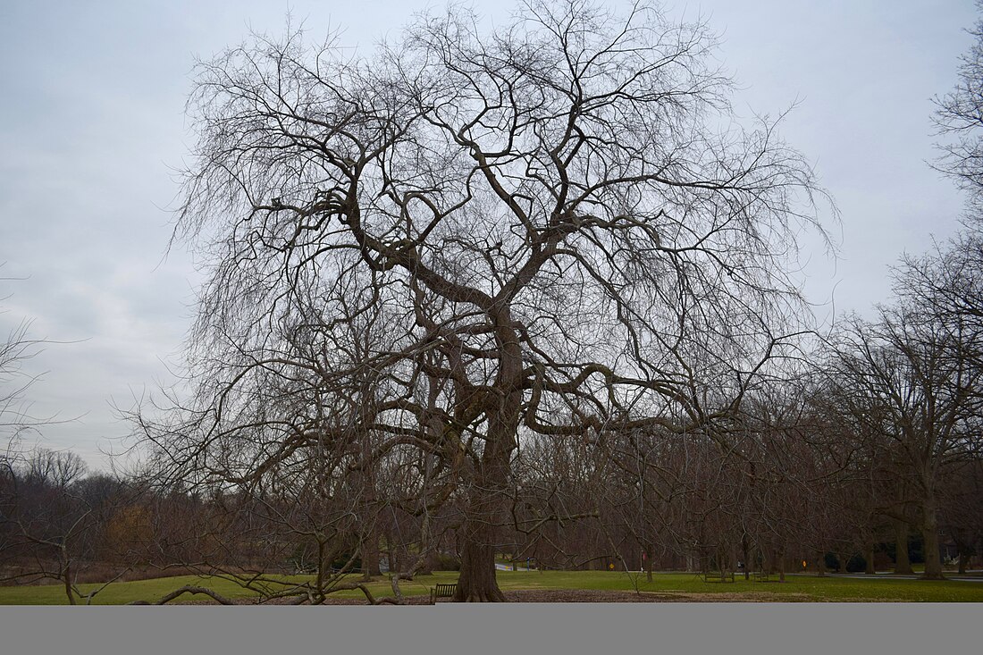 Ulmus americana 'Penn Treaty'