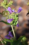 Flowers of Penstemon azureus