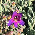 Flower of Penstemon californicus
