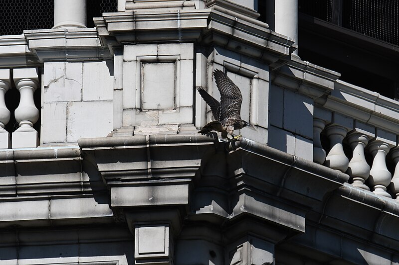 File:Peregrine falcon roland park water tower 6.28.22 DSC 2124.jpg