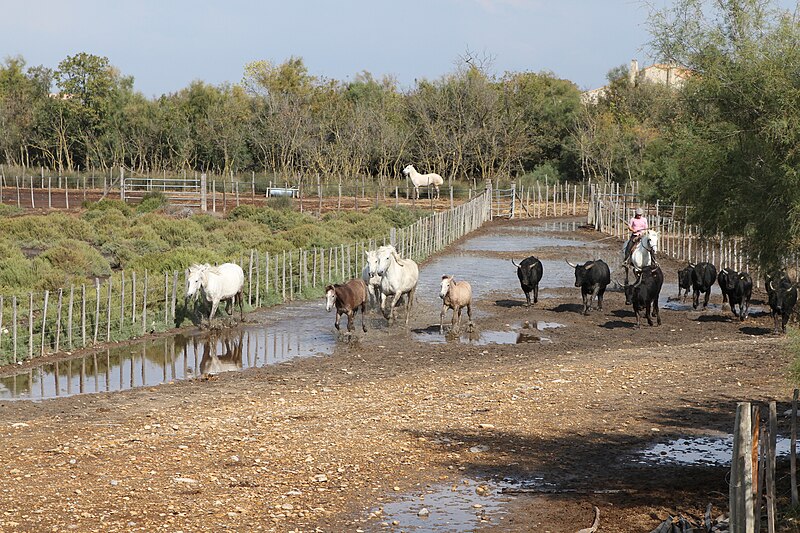 File:Petit-Rhone 20181009 038.jpg