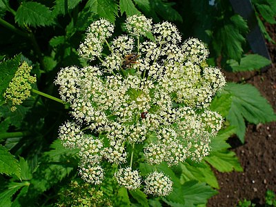 Peudecanum ostruthium Inflorescence