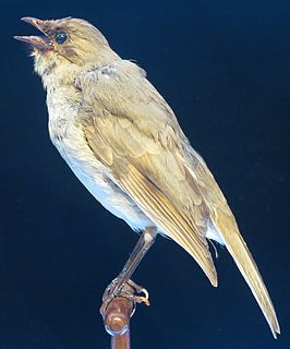 Kāmaʻo Extinct species of bird