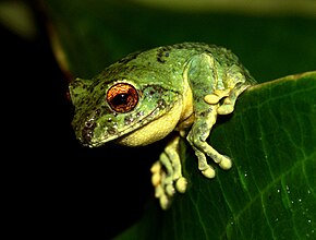 Descrierea imaginii Philautus bunitus mascul din Muntele Kinabalu Park.jpg.