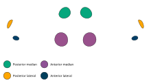 The eye arrangement of spiders in the genus Phonognatha Phonognatha eye group.svg