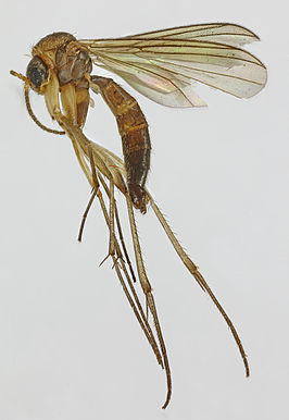 Phronia humeralis