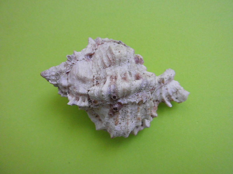 File:Phyllonotus pomum (Gmelin, 1791) 2013 002.JPG