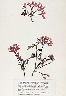 Phyllophorambranifolia Crouan.jpg