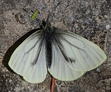 Pieris marginalis 1211.JPG