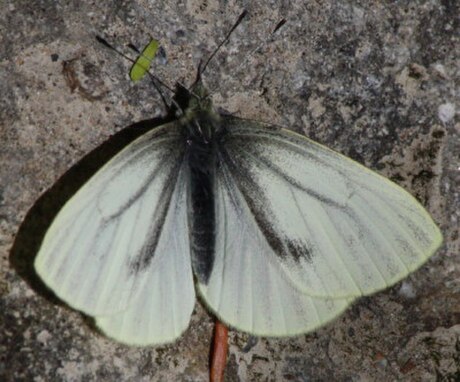 Pieris marginalis