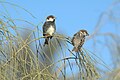 Two males in Israel