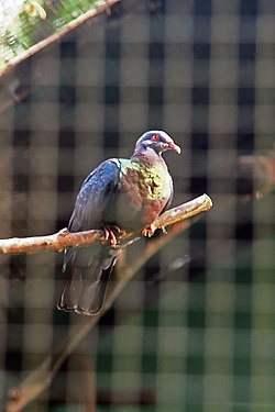 Pink Bellied Imperial Pigeon.jpg