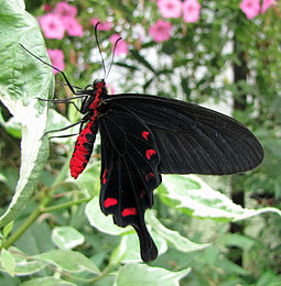 Underside Pink Rose butterfly, ventral.jpg