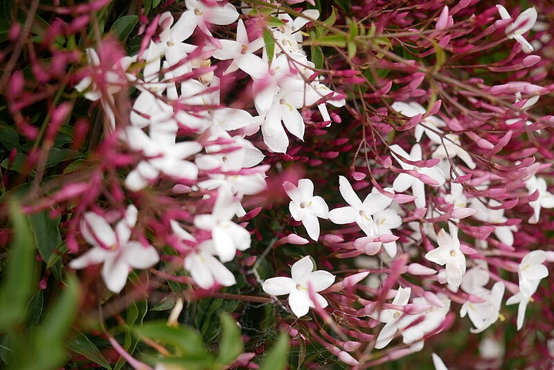 File:Pink jasmine bush.jpg