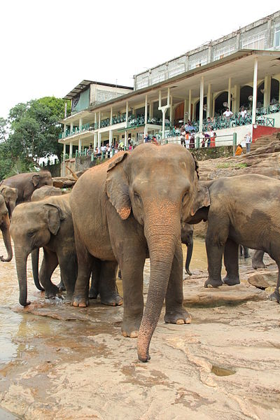 File:Pinnawala Elephant Orphanage,.jpeg