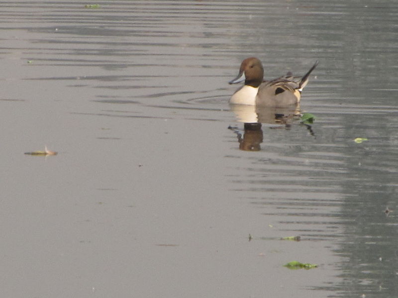 File:Pintail - Santragachi Lake - Howrah 2012-01-26 1538.JPG