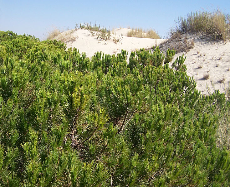 File:Pinus pinea foliage Doñana.jpg