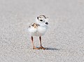 Image 41Piping plover chick in Queens