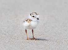 Piping plover chick on a beach in Queens, New York Piping plover chick (93850).jpg