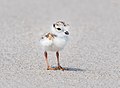 Image 70Piping plover chick in Queens