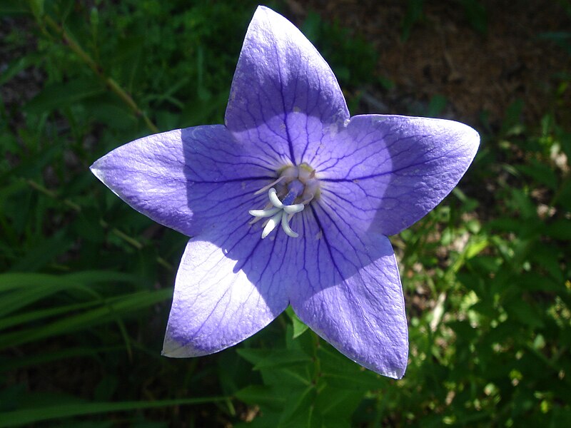 File:Platycodon grandiflorus-blue.jpg