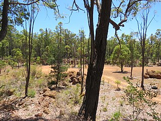 <span class="mw-page-title-main">Etmilyn, Western Australia</span> Locality in the Shire of Murray
