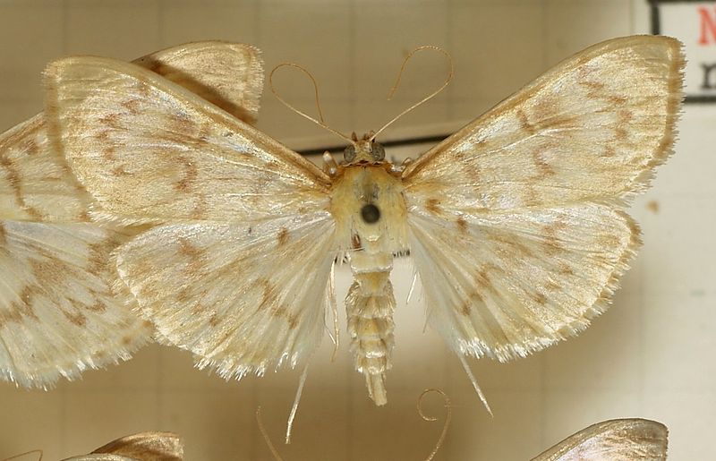 File:Pleuroptya.ruralis.mounted.jpg