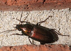 Poecilus chalcites - inat 207260088.jpg