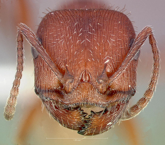 File:Pogonomyrmex occidentalis casent0005718 head 1.jpg