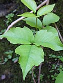 Poison Ivy (6074193937).jpg
