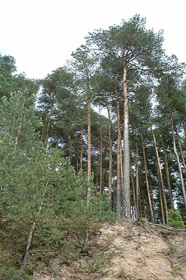 Nationaal Park Bory Tucholskie