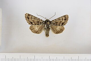 <i>Polia richardsoni</i> Species of moth