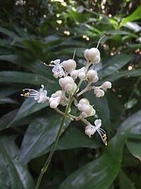P. japonica, pollia