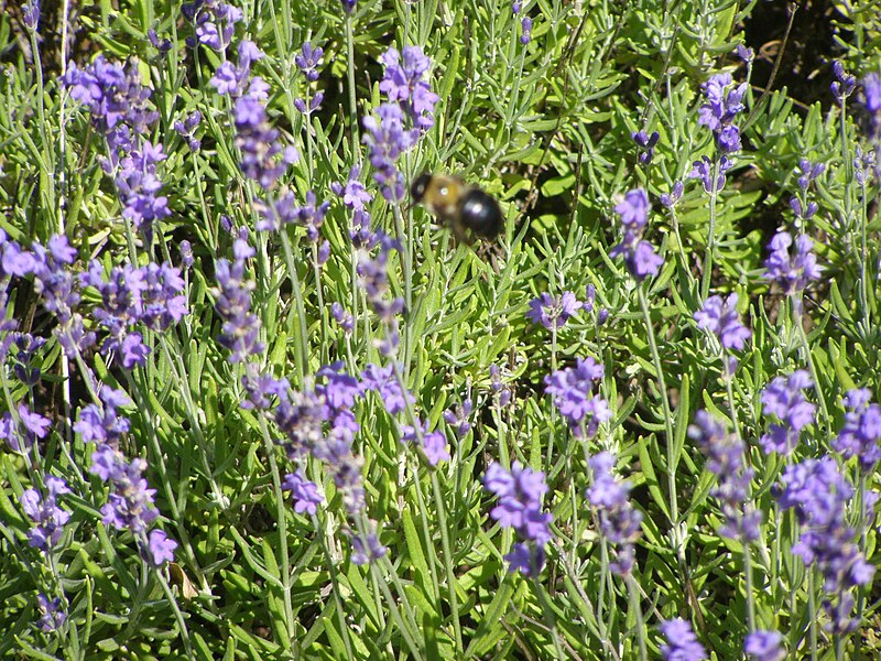 File:Pollinator (Bee) P7010472.jpg