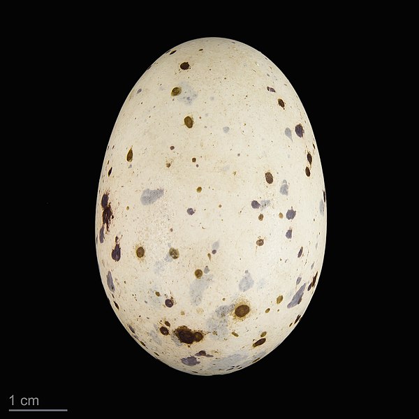 File:Porphyrio porphyrio MHNT.ZOO.2010.11.67.9.jpg