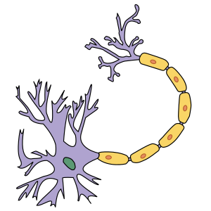 Portal Physiology.svg