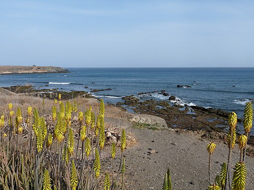 Praia-Aloe vera