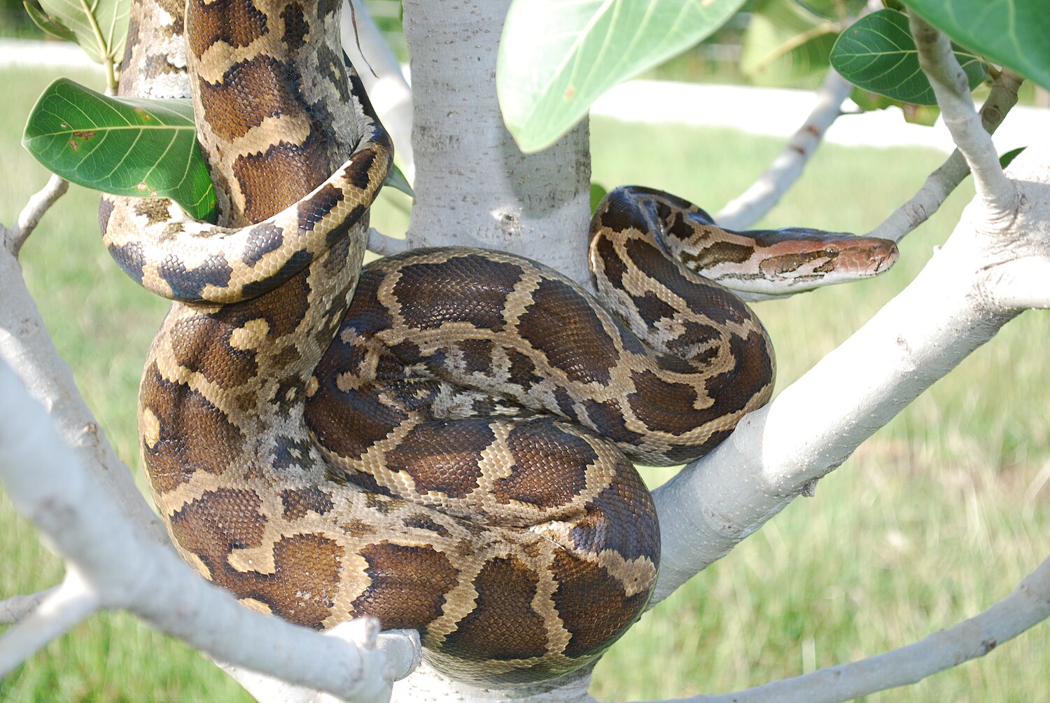 Python (genus) - Wikipedia