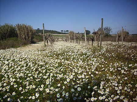 Primavera I