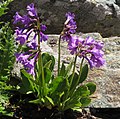 * Nomination Primula latifolia, Wasserweg above Sils-Maria --Robert Flogaus-Faust 13:54, 15 August 2020 (UTC) * Promotion  Support Good quality. --Poco a poco 15:25, 15 August 2020 (UTC)