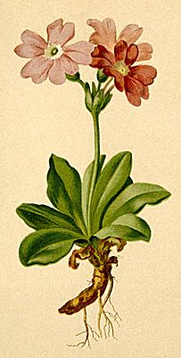 Magnificent primrose (Primula spectabilis), illustration in .mw-parser-output .Person {font-variant: small-caps} Anton Hartinger, Atlas der Alpenflora (1882)