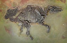 Propalaeotherium hassiacum - Naturmuseum Senckenberg - DSC02245.JPG