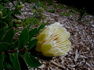 <i>Protea mundii</i> Species of flowering plant in the family Proteaceae