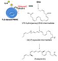 Protectin D1 (PD1) Biosynthesis.jpg