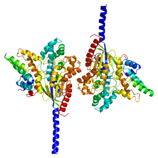 GNAI1 Protein-coding gene in the species Homo sapiens