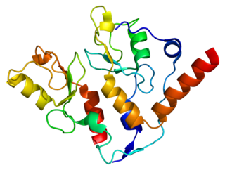 <span class="mw-page-title-main">RING1</span> Protein-coding gene in the species Homo sapiens