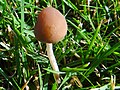 Psathyrella conopilum G4.jpg