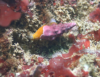 A live Pseudomelatoma torosa in situ, the shell encrusted with pink coralline algae Pseudomelatoma torosa.jpg